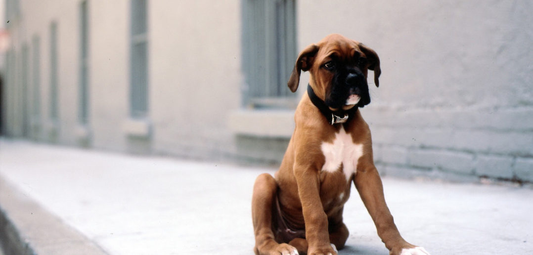 Dogs Left Outside Alone / Day Jobs / Nightlife